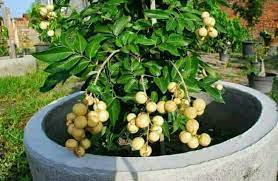 Pokok mata kucing merupakan sejenis subspesies pokok longan12. Fig Farm Mata Kucing Lada Hitam Anak Pokok Grafted Facebook