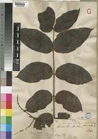 Image result for Lannea schimperi