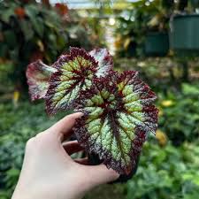 Image result for Begonia princeae