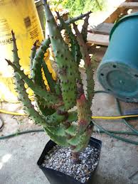 Image result for Aloe excelsa
