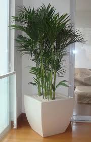 Macetas Plantas Para Decorar Decoracion De Casa Con Plantas Macetas Para Interiores