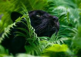 Funny Wildlife Panther Cat Black Panther Cat Animals Beautiful
