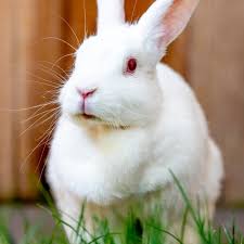 Pets are welcome at four seasons hotel silicon valley at east palo alto. Adoptions Overview Pets In Need