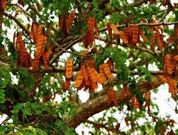 Image result for Cleistochlamys kirkii