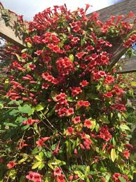 Image result for Bignonia capreolata