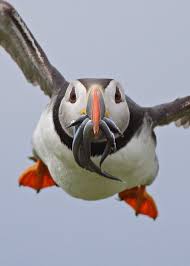 Birds That Look Like Penguins But Fly Puffin By Michael Southcott 500px Puffins Bird Pet Birds Puffin