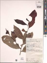 Image result for Artabotrys monteiroae