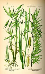 Pin On Herbs And Spices