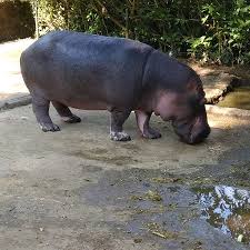 For faster navigation, this iframe is preloading the wikiwand page for badak air. Safari Park Lagi Bersama Ms Jennifer Dan Fams Dari Australia Picture Of Taman Safari Lodge Puncak Tripadvisor