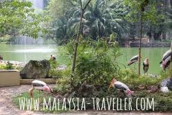 Pay to visit malaysia's famous and adorable giant pandas, xing xing and liang. Zoo Negara Kuala Lumpur Malaysia