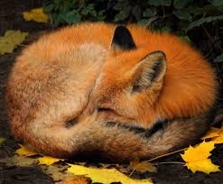 Beautiful Wildlife Animals Beautiful Cute Animals Animals