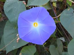Image result for Ipomoea tricolor