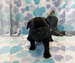 Advice from breed experts to make a safe choice. Pug Puppies For Sale Near Oklahoma City Oklahoma Usa Page 1 10 Per Page Puppyfinder Com