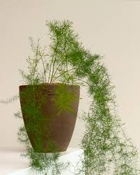 Image result for Asparagus suaveolens