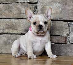 It is a very sturdy dog that can serve as a great companion. French English Bulldog Puppies From Local Breeder In Illinois Dreamcatcher Hill Puppies