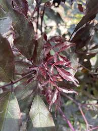 Image result for Leea