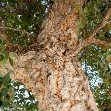Image result for Quercus suber