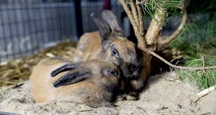 Image result for tbn:nuNU7FPK4A54yM::rvforsaleguide.com/images/bunny-resting-picture.jpg