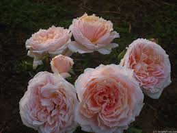 A love story / shui mo ren sheng / 水墨人生. Sui Mei Ren Rose Photo Rose Rose Photos Photo
