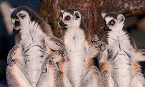 Learn about endemic species fauna & flora, factors affecting endemic species and more. What Does Endemic Mean Worldatlas