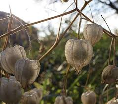 Image result for Physalis pubescens