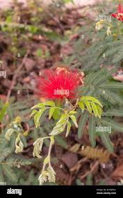 Image result for Calliandra tweedii