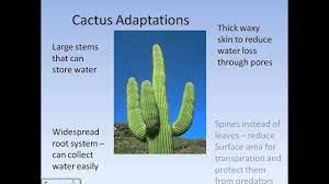 Desert plants boast incredible adaptations for surviving in wastelands. Extreme Environments Desert Climate And Adaptations Avi Youtube