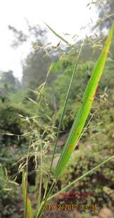 Image result for Capillipedium