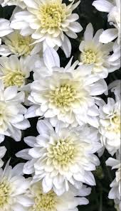 Maybe you would like to learn more about one of these? White Mums Flowers Mums Flowers Flowers For Sale Flowers