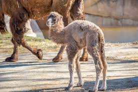 It would depend on the species of tiger you are talking about. Camel Zooborns