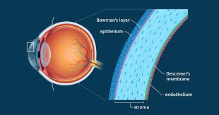 Cornea Definition And Detailed Illustration