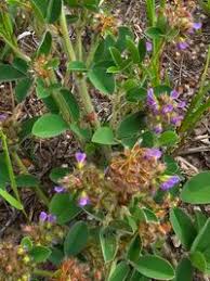 Image result for Grona barbata