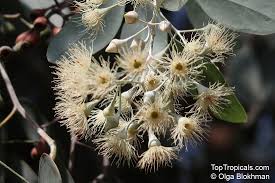Image result for Eucalyptus sp.