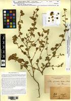 Image result for Sida ovata