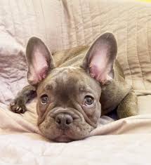 We have been breeding dogs for over 20 years. Blue French Bulldog Puppy Akc Frenchieforsale Com