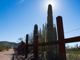 But their existence doesn't end there. Donald Trump S Border Wall Construction Crew Just Bulldozed Through The Iconic Cacti This National Park Was Created To Protect