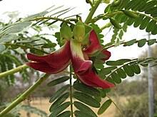Image result for Sesbania brevipedunculata