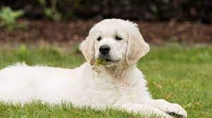 What To Do If Your Dog Is Vomiting White Foam