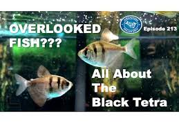The male of the species is slender than the female, as the female fish are a bit plump around the belly. All About The Black Tetra In Your Aquarium Youtube