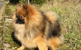 Here are all the possible meanings and translations of the word loulou de poméranie. Le Spitz Nain Ou Loulou De Pomeranie Caractere Conseils D Elevage Sante