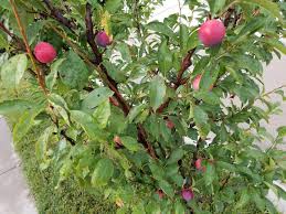 Although the name suggests that this variety of tree is from japan, it actually originated in china. Satsuma Plum General Fruit Growing Growing Fruit
