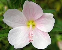 Image result for Pavonia columella