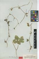 Image result for Corallocarpus epigaeus