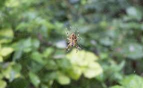 Spider superstitions and hidden symbolism. How To Id Spiders By Their Webs