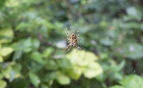 Although the venom of this species is. How To Id Spiders By Their Webs