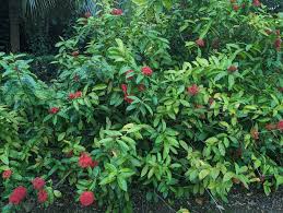 Image result for Ixora coccinea