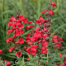 3024 x 4032 jpeg 964 кб. Acorn Farms Genus Nursery Bulk Wholesale Trees Shrubs Perennials Roses Annuals For Green Industry