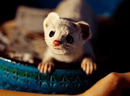 Movies And Chill Dark Material His Dark Materials His Dark Materials Daemon