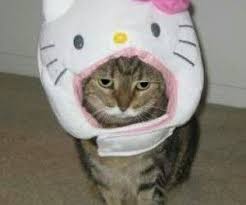 Cat Animals E Cats Imagem No We Heart It In 2020 Kitty Hello Kitty My Melody Hello Kitty