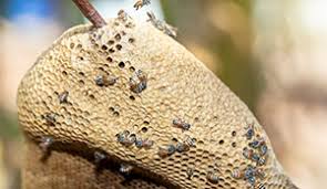 Free bee removal estimates, same day service. Bee Wasp Hornet Nest Removal Interstate Pest Management